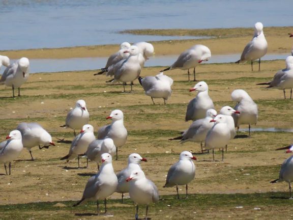 gaivotas-de-audouin na Ria Formosa