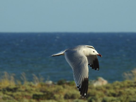 gaivota-de-audouin em voo na Ria Formosa